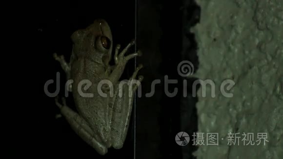 夜间门廊内的树蛙