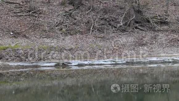 秋高气爽的早晨，湖面上第一块冰..