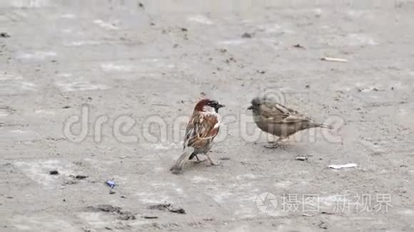 麻雀在街上的沥青上跳跃视频