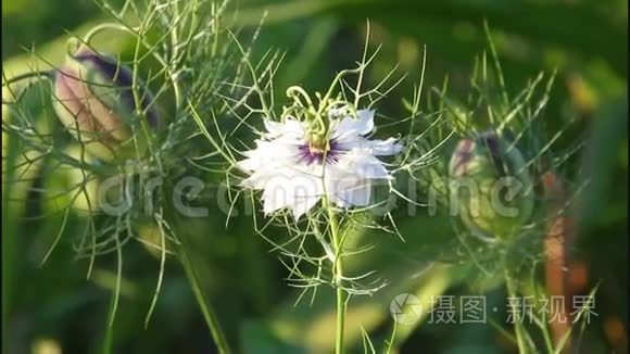 开花和褪色的花视频