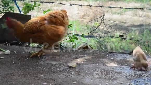 八通鸡和鸡在农场吃东西视频
