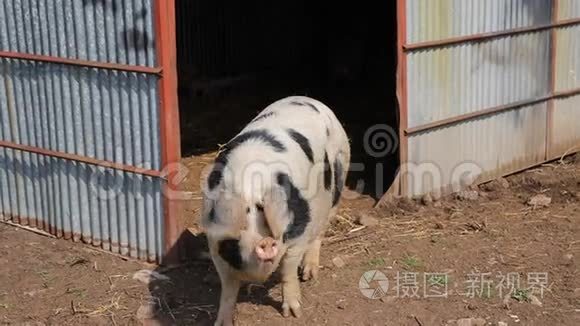寻找镜头的母猪雌猪皮特林品种视频