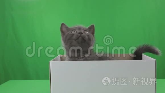 美丽的小猫苏格兰折叠在盒子上的绿色屏幕。