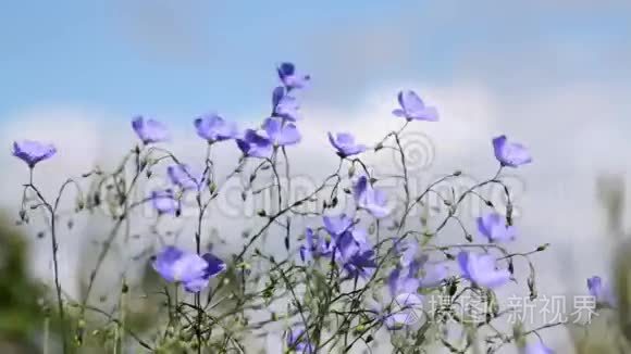 风中野花亚洲亚麻视频