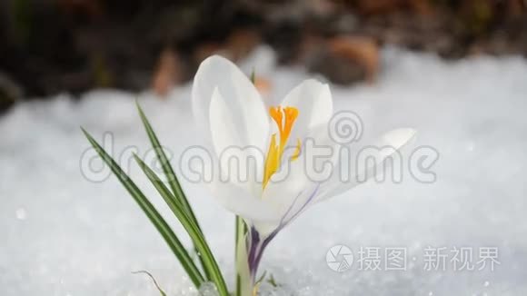 藏红花春暖花开雪中送炭视频