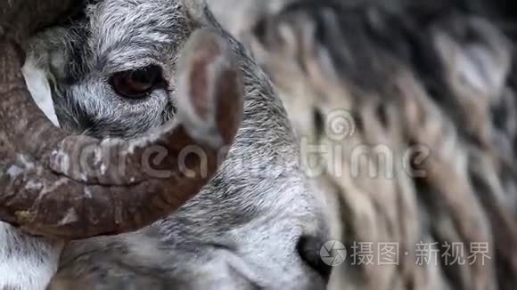 大角灰羊短视频