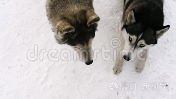 西伯利亚雪橇犬视频