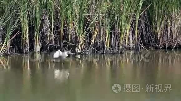 加利福尼亚湿地的白鹭飞翔视频