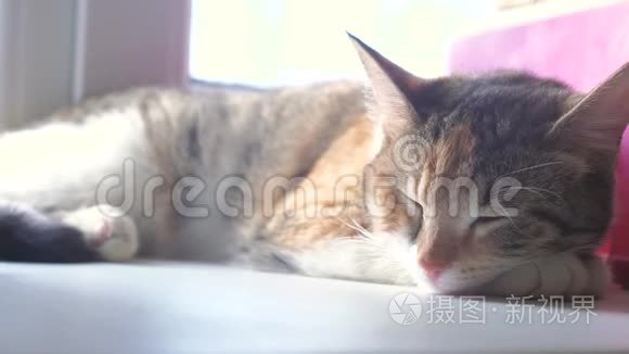 猫宠物条纹三色睡眠概念。 猫睡在窗台上，阳光和窗户是一样的