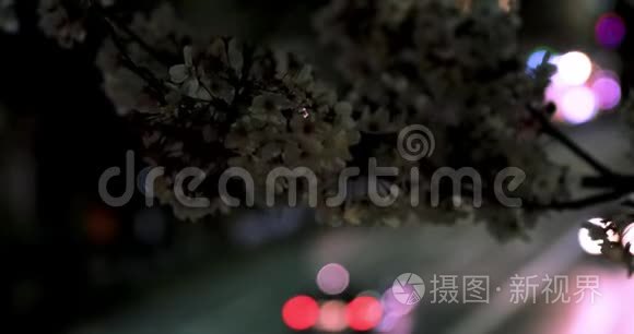 东京公园樱花夜景中摄视频