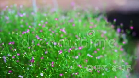 视频蓬松的小花束花卉植物视频