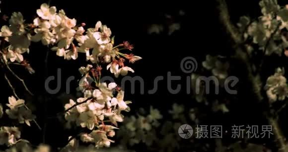 东京公园樱花夜景中摄视频