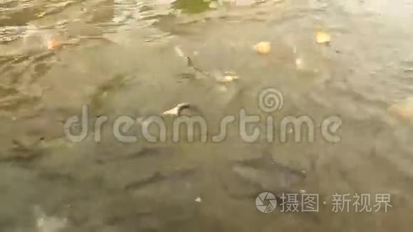 泰国潮河上的鱼视频