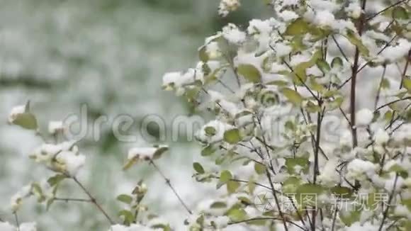 落雪下的雪莓灌木视频