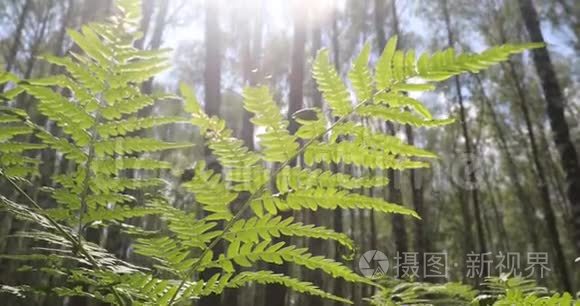 桦树林。 绿色蕨类植物夏季晴天在森林中休息和放松。