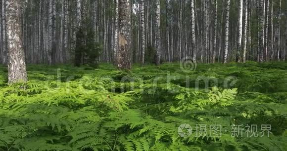 桦树林。 绿色蕨类植物夏季晴天在森林中休息和放松。