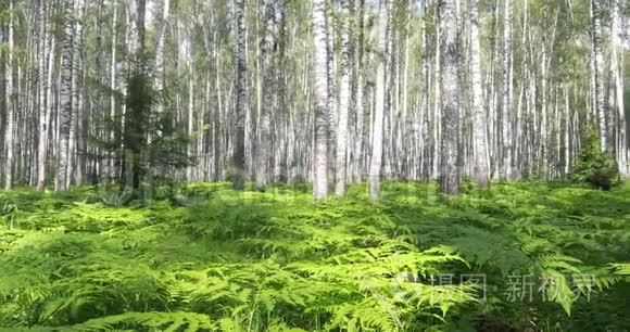 桦树林。 绿色蕨类植物夏季晴天在森林中休息和放松。