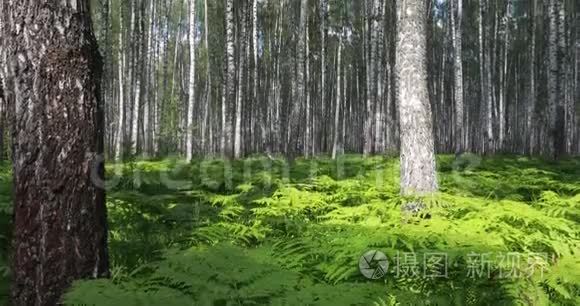 桦树林。 绿色蕨类植物夏季晴天在森林中休息和放松。