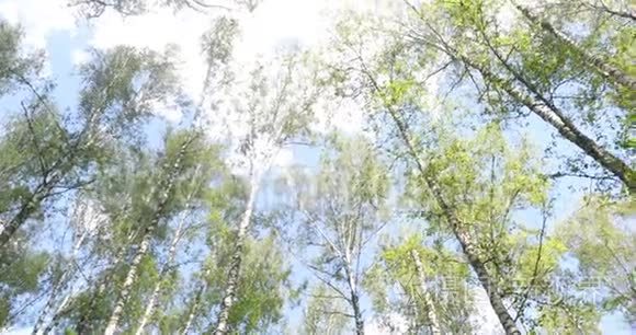 桦树林。 绿色蕨类植物夏季晴天在森林中休息和放松。