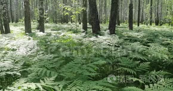 桦树林。 绿色蕨类植物夏季晴天在森林中休息和放松。