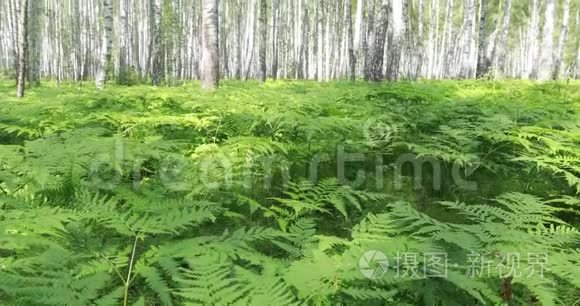 桦树林。 绿色蕨类植物夏季晴天在森林中休息和放松。