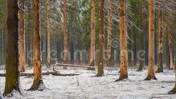 冬季森林景观在下雪