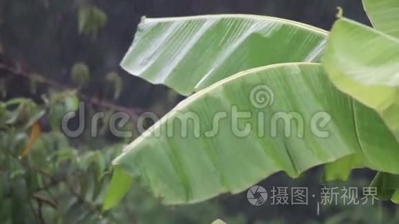 大雨落在香蕉叶上视频