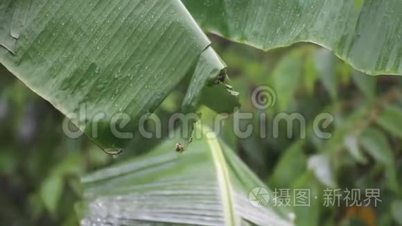 大雨落在香蕉叶上视频