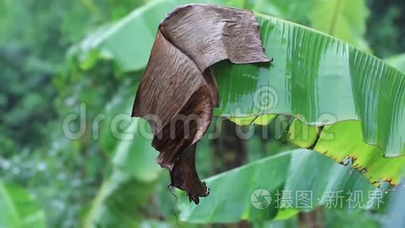 大雨落在香蕉叶上视频