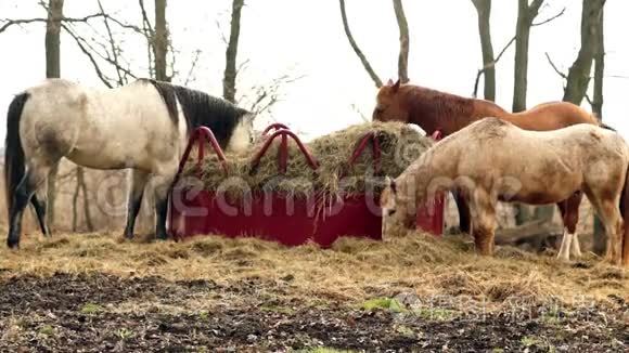 马在干草农场牧场饲养动物视频