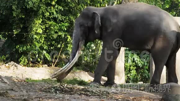 亚洲大象牛链在必须或必须在高清，淘相机拍摄特写