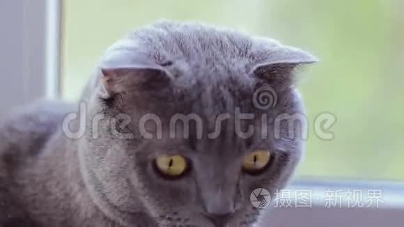 灰色的英国猫科动物坐在窗户上视频