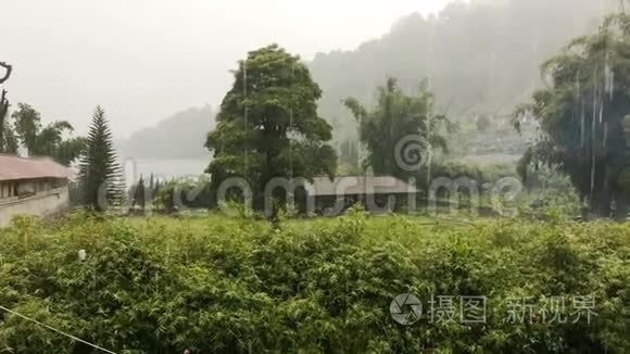 巴厘岛热带雨林视频