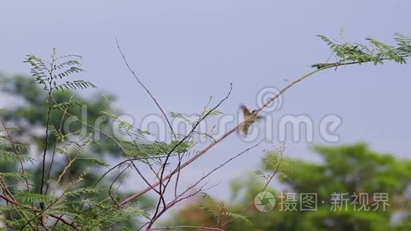 含羞草拍上的栗色头蜂食者视频