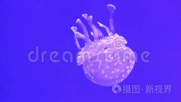 水母在水族馆游泳视频