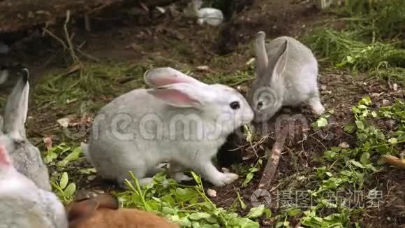 可爱的小兔子吃草视频