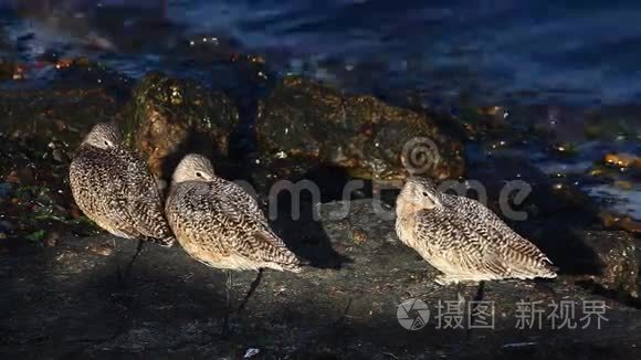 大理石雕像沿着海岸休息视频