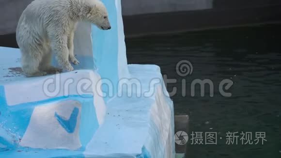 北极熊幼崽在水里玩耍