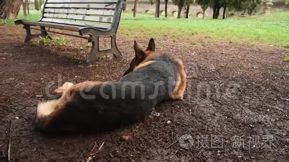 德国牧羊犬在公园里视频