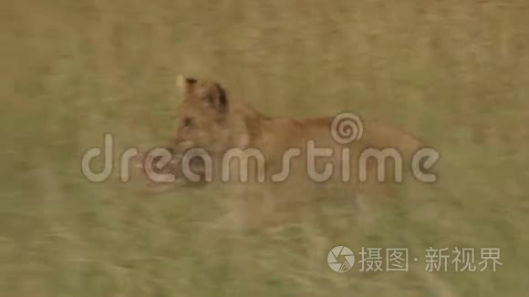 狮子幼崽嘴里含着食物视频
