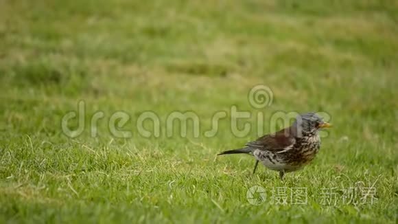 new- 00:124k鸟画眉鸟寻找食物在一棵树旁的草坪上- 00:004k鸟画眉跳