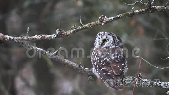 近距离观看BorealOwl，Aegoliusfunereus