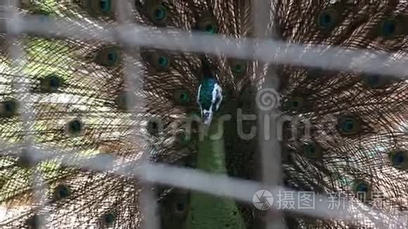 动物园系列孔雀展示羽毛日视频