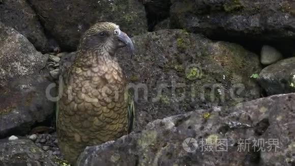 原产于新西兰的凯亚山鹦鹉视频