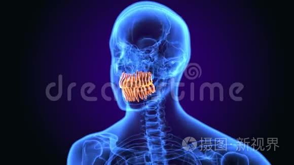 人体牙齿解剖的三维插图视频