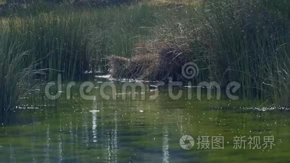 库斯科地区郊区的自然和景观视频