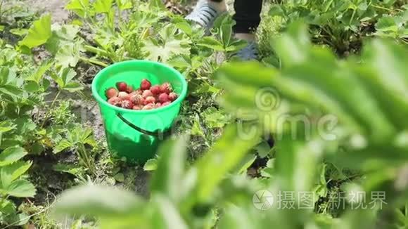 女孩在农场摘草莓