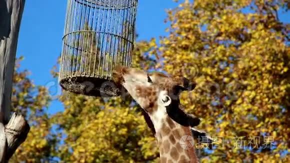 长颈鹿到了它的食物头视频