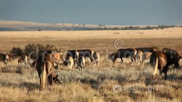 鹿角羚羊和角羚放牧视频