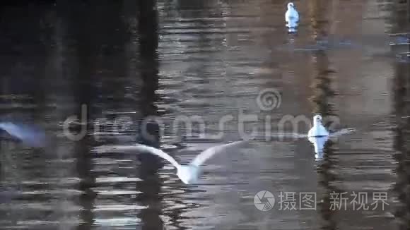 海鸥浮在水里，飞走了